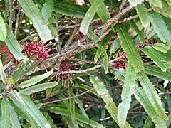 Knightia excelsa (foliage & flowers)