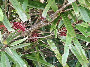 Knightia excelsa (foliage & flowers)