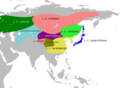 LaniusAsiaMap