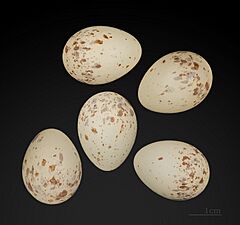 Lanius senator MHNT.ZOO.2010.11.214. Jebsheim Haut Rhin