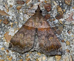Lascoria ambigualis – Ambiguous Moth (Lula Field ID'd indirectly and Fyn pointed out the gender is female) (14260696527).jpg