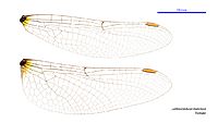 Lathrocordulia metallica female wings (34672297650)