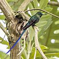 Long-tailed sylph (Aglaiocercus kingii kingii) male Cundinamarca 2