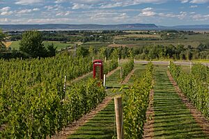 Luckett Vineyards Gaspereau Valley Nova Scotia Canada