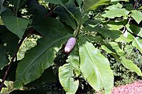 Magnolia Tripetala fruit1