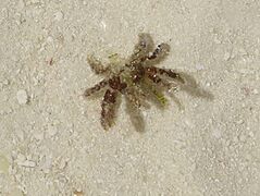 Majoidea (pe Cyclocoeloma tuberculata) Landaagiraavaru
