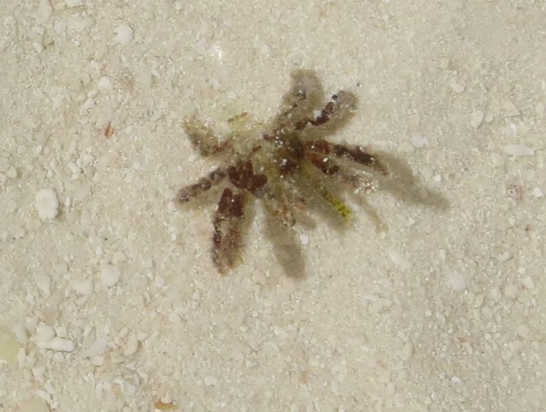 Majoidea (pe Cyclocoeloma tuberculata) Landaagiraavaru
