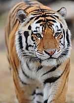 Mike VI the Tiger (Louisiana State University mascot)