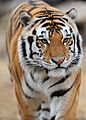 Mike VI the Tiger (Louisiana State University mascot)