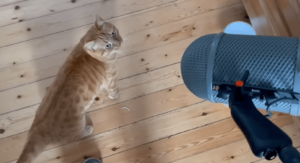 Miut the cat (cropped)