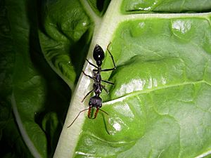 Myrmecia - Bulldog Ant (6346500201)