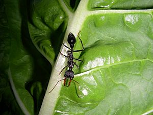 Bull ant Facts for Kids