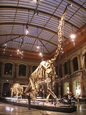 Naturkundemuseum Brachiosaurus brancai