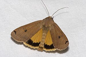 Noctua.pronuba.7591