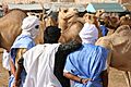Nouakchott camel market2