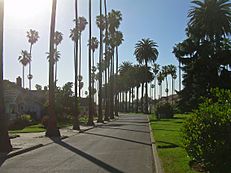 Palm Trees in San Jose California
