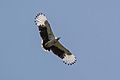 Palm nut vulture (Gypohierax angolensis) in flight, Semliki Wildlife Reserve