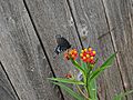 Papilio Polyxenes (Black Swallowtail - TX)