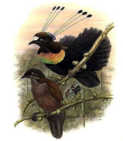 Parotia lawesii by Bowdler Sharpe