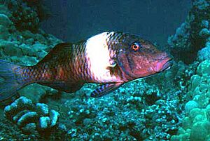 Parupeneus multifasciatus by NPS.jpg