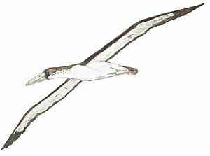 Pelagornis chilensis EF