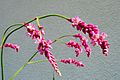 Persicaria orientalis02
