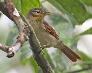 Philydor erythropterum - Chesnut-winged foliage-gleaner; Providencia, Sucumbios, Equador.jpg