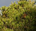 Pinus nelsonii (Nelson's Pinyon) (31179779021)