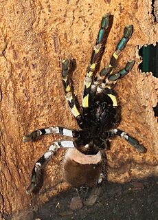 Poecilotheria regalis10