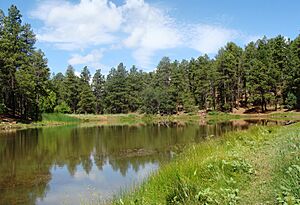 Prescott Natl Forest Nima5