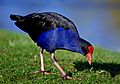 Pukeko (Porphyrio porphyrio) (11284335596)