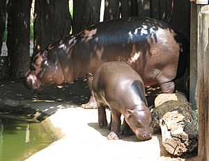 Pygmy Hippopotamus with the young