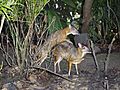 Rare mating photograph of 'Mouse Deers' at Singapore Zoo(23-10-07)