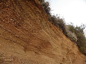 Red crag cliff at bawdsey cliff suffolk 30-10-2013
