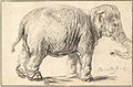 Rembrandt Harmenszoon van Rijn - An Elephant, 1637 - Google Art Project