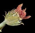Ricinus communis (female) - Flickr - Kevin Thiele