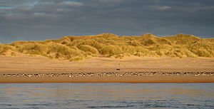 Roosting waders on the Sands of Forvie National Nature Reserve - geograph.org.uk - 618304