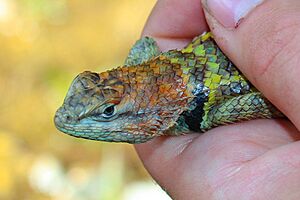 Sceloporus uniformis (Breeding female)