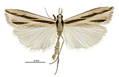 Scoparia s.l. claranota male.jpg