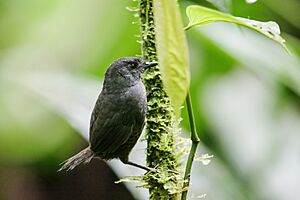 Scytalopus chocoensis - Choco Tapaculo.jpg