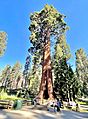 Sentinel Tree, Sequoia National Park - June 2022