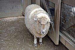 Sheep at Happy Hollow Park and Zoo