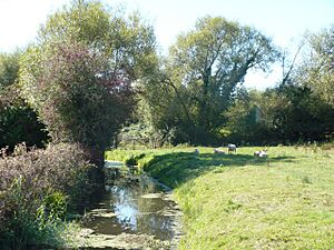 Sheep beside a reen - geograph.org.uk - 566470