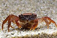 Singapore Freshwater Crab