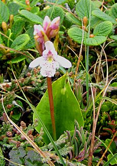 Small round-leaved Orchid