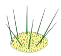 Stem morphology type areole
