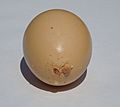 Strange brown egg