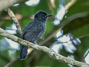 Thamnophilus divisorius - Acre Antshrike (male), Serra do Divisor National Park, Acre, Brazil.jpg