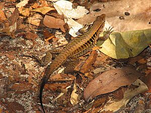 Tiger Ameiva.jpg