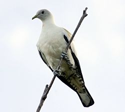 Torresian imperial pigeon cairns09
